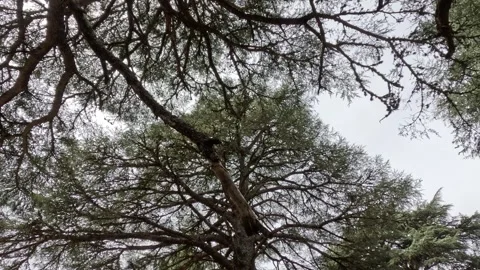 Beautiful green cedar forest 動画素材 243531596