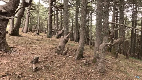 Beautiful green cedar forest 動画素材 243535973