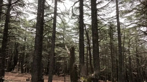 Beautiful green cedar forest 動画素材 243537437