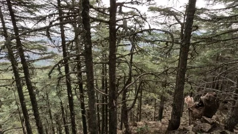 Beautiful green cedar forest 動画素材 243539052