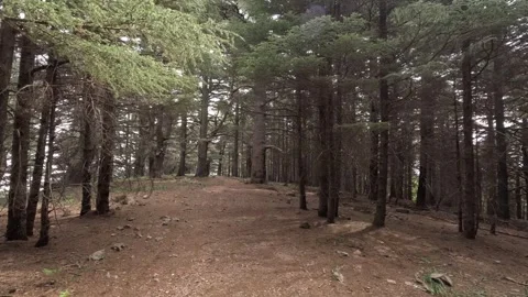 Beautiful green cedar forest 動画素材 243540055