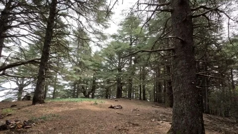 Beautiful green cedar forest 動画素材 243541031