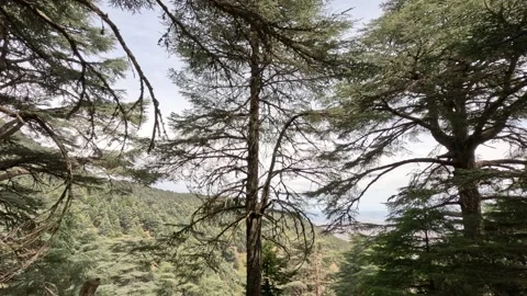 Beautiful green cedar forest 動画素材 243541302