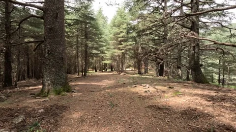Beautiful green cedar forest 動画素材 243541326