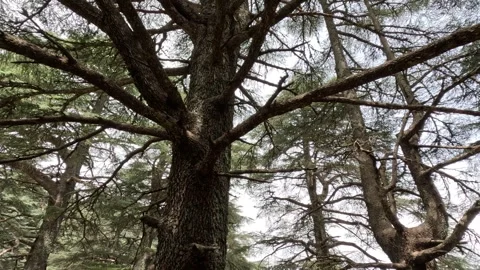 Beautiful green cedar forest 動画素材 243541353