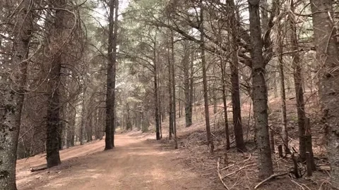 Beautiful green cedar forest 動画素材 243621626