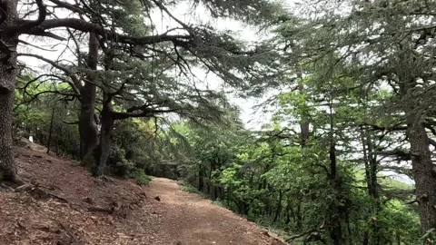 Beautiful green cedar forest 動画素材 243624599
