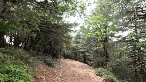 Beautiful green cedar forest 動画素材 243625950