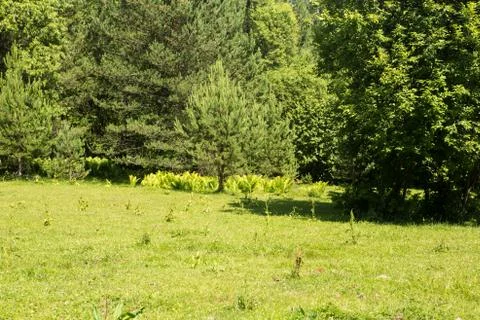 Beautiful green clearing field in a forest - picture with copy-space Stock Photos