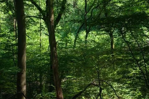 Beautiful green deciduous forest in spring, nature series. forest trees. Stock Photos