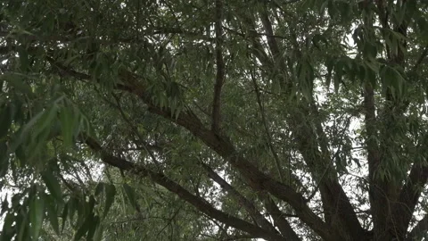 Beautiful green deciduous tree panorama Video stock 219342428
