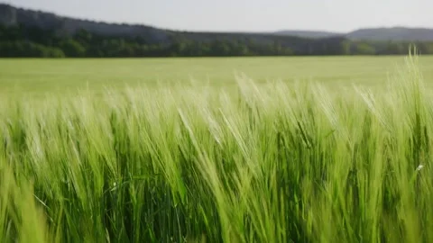 Beautiful green ears of wheat are waving in wind in a large field Stock Footage 201065219