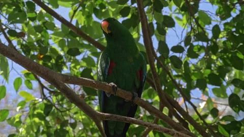 Beautiful green Eclectus Parrot perched on a tree branch - Close up Stock Footage 224484079