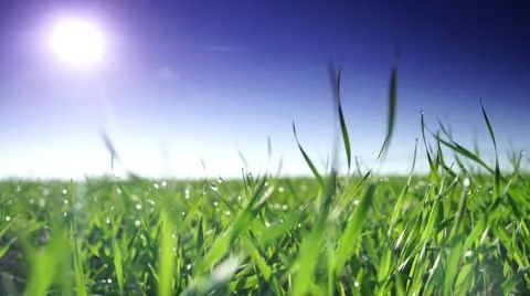 Beautiful green field 2 스톡 동영상 10726268