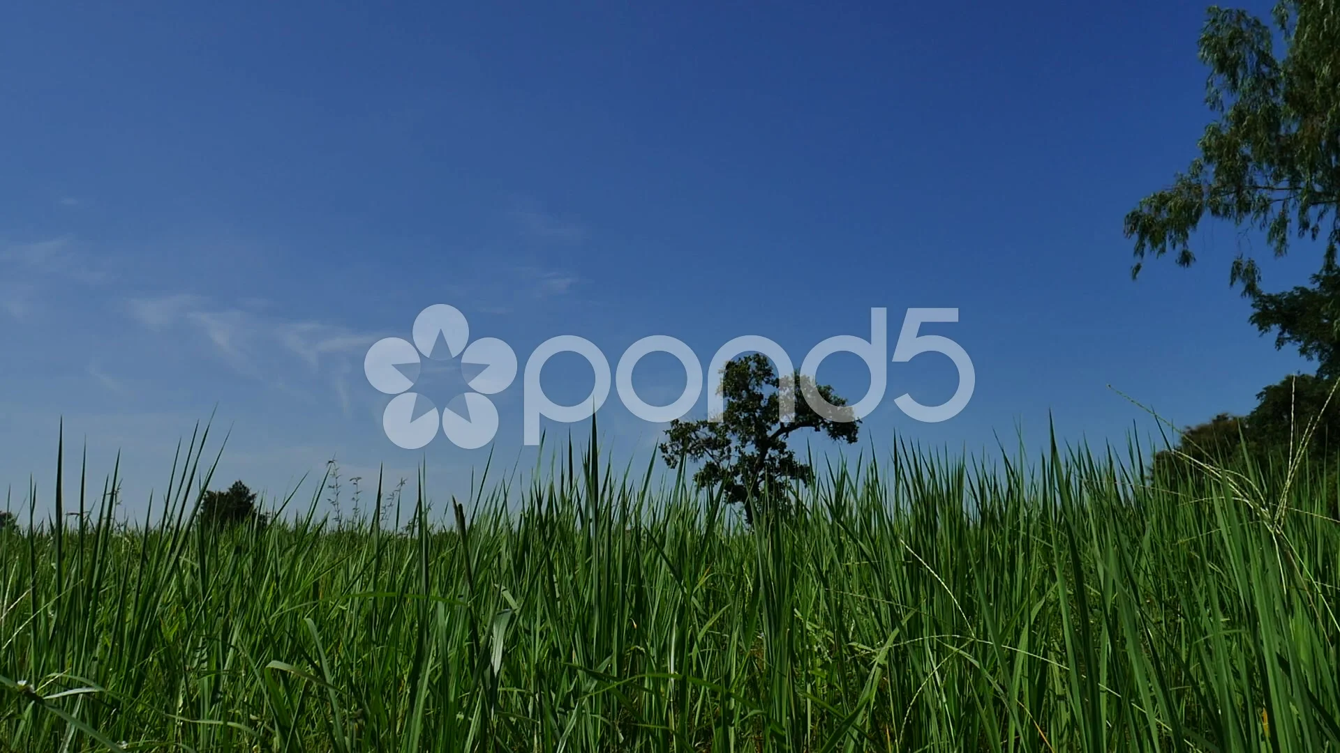 Green field and blue sky, Stock Video