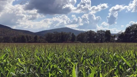 A beautiful green field. Stock Footage 197002878