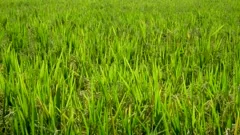 Green paddy field dancing with wild wind. Beautiful paddy field 4K