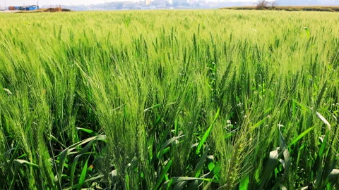 Beautiful green field of rye Stock-Footage 258191832