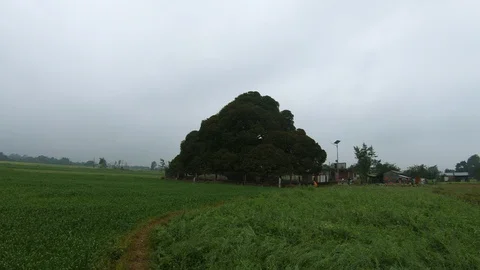 Beautiful green fields with trees and villages house around at the rural area Stock Footage 127721020