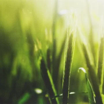 Beautiful Green Flower Close Up, Macro Photo Foto stock