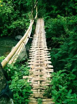 Beautiful green forest with the bamboo bridge Stock Photos