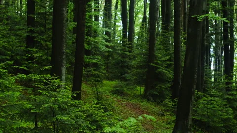 Beautiful green forest during calm rain at spring or summer time Stock Footage 329572676