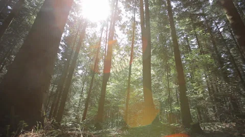Beautiful green forest 스톡 동영상 39480538