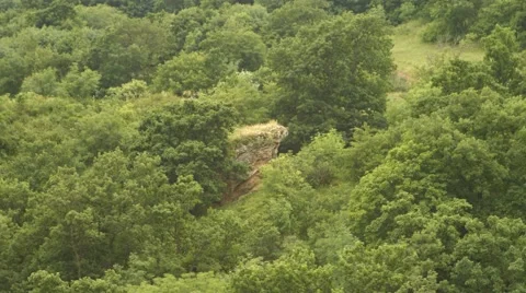 Beautiful Green Forest Stock Footage 53202889