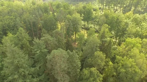 Beautiful green forest Stock Footage 53830289