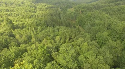 Beautiful green forest Stock Footage 53830316