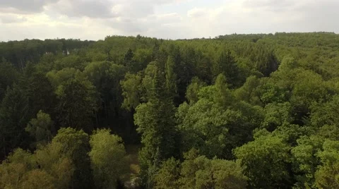 Beautiful green forest Stock Footage 53830481