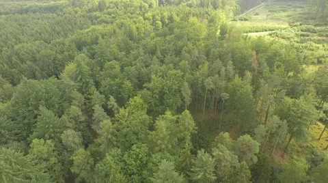 Beautiful green forest Stock Footage 53830606