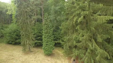 Beautiful green forest Stock Footage 53830736