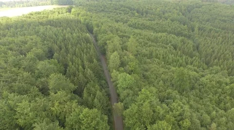 Beautiful green forest Stock Footage 53830772