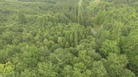 Beautiful green forest Stock Footage 53830856