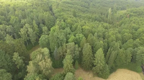 Beautiful green forest Stock Footage 53830909
