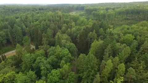 Beautiful green forest Stock Footage 53831321