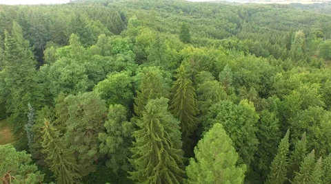 Beautiful green forest Stock Footage 53831333