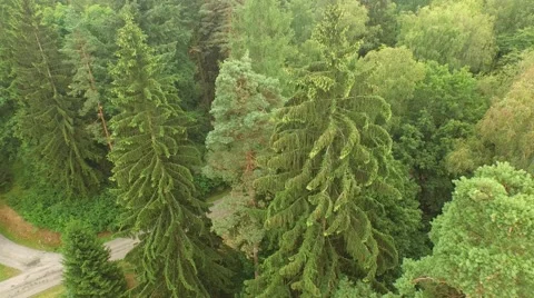 Beautiful green forest Stock Footage 53831949