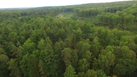 Beautiful green forest Stock Footage 53831976