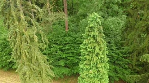 Beautiful green forest Stock Footage 53832037