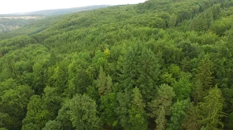 Beautiful green forest Stock Footage 53832079