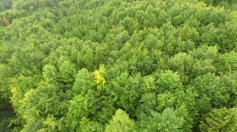 Beautiful green forest Stock Footage 53832156
