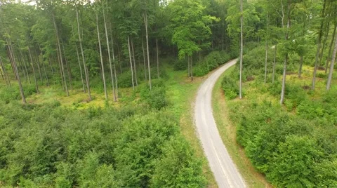 Beautiful green forest Stock Footage 53832411