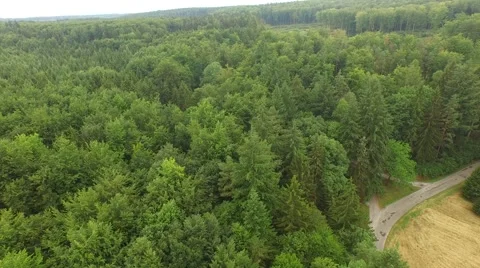 Beautiful green forest Stock Footage 53832438