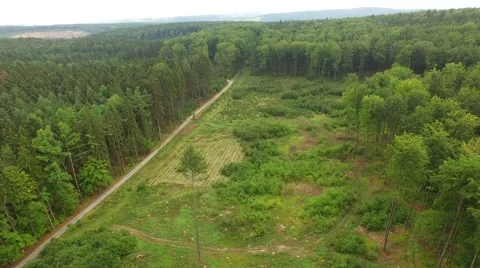 Beautiful green forest Stock Footage 53832490