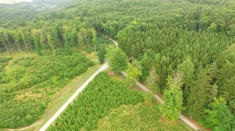 Beautiful green forest Stock Footage 53832699