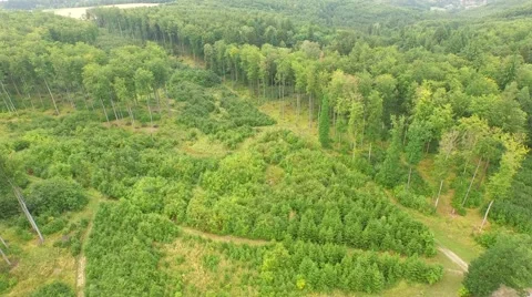 Beautiful green forest Stock Footage 53832739