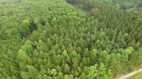 Beautiful green forest Stock Footage 53832850