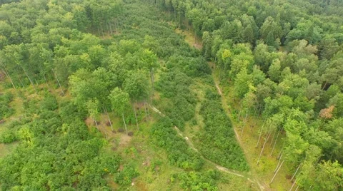 Beautiful green forest Stock Footage 53832870